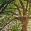 Bomulavië, de verloren zoon # eBook