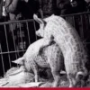 Contemporary Chinese Art eBook