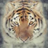 De tijgershifter eBook