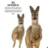 Diersporen eBook