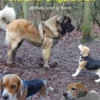 Honden kwalen en ongelukken eBook
