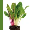 Moestuin in pot eBook