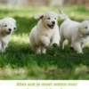 Socialiseren van een pup eBook