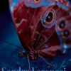 Vergankelijkheid eBook